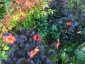 Dahlia 'Schipper's Bronze' - small image 4