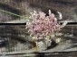 Daucus carota 'Dara' - small image 4