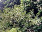 Davidia involucrata AGM - small image 4