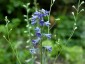 Delphinium exaltatum - small image 4