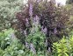Delphinium requienii - small image 4