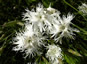 Dianthus arenarius nanus 'Little Maiden' - small image 4