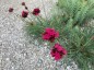 Dianthus cruentus - small image 4