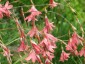 Dierama igneum - small image 4