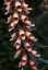 Digitalis ferruginea 'Gigantea' AGM - small image 4