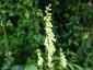 Digitalis lutea AGM - small image 4