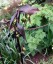 Disporum cantoniense ex 'Night Heron' - small image 4