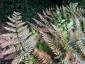 Dryopteris erythrosora AGM - small image 4