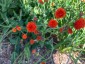 Emilia javanica - small image 4