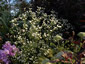 Erigeron annuus - small image 4
