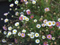 Erigeron karvinskianus - small image 4