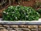 Erodium pelargoniflorum - small image 4