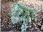 Eryngium maritimum - small image 4