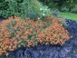 Erysimum 'Apricot Twist' - small image 4