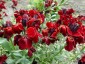 Erysimum 'Blood Red' - small image 4