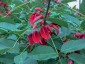 Erythrina crista-galli - small image 4
