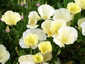 Eschscholzia californica 'Alba' - small image 4