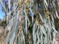 Eucalyptus nicholii - small image 4