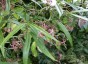 Euonymus cornutus var. quinquecornutus - small image 4