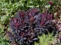 Euphorbia amygdaloides 'Purpurea' - small image 4