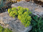 Euphorbia myrsinites - small image 4