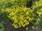 Euphorbia oblongata - small image 4