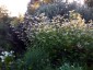 Fagopyrum dibotrys - small image 4