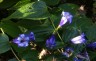 Gentiana asclepiadea - small image 4