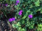 Geranium 'Bill Wallis' - small image 4
