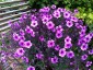 Geranium maderense - small image 4