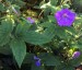 Geranium nodosum - small image 4