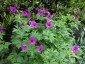 Geranium psilostemon - small image 4