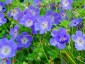 Geranium 'Rozanne' - small image 4