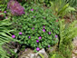 Geranium sanguineum 'Vision Violet' - small image 4