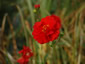 Geum 'Blazing Sunset' - small image 4