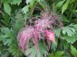 Geum triflorum - small image 4