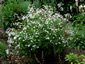 Gillenia trifoliata AGM - small image 4