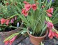 Gladiolus flanaganii - small image 4
