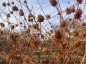 Glycyrrhiza yunnanensis - small image 4
