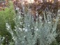 Gomphostigma virgatum - small image 4