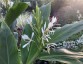 Hedychium forrestii - small image 4