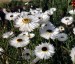 Helipterum roseum 'Pierrot' - small image 4