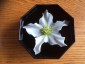 Helleborus 'Ushba's Grandchildren' - small image 4