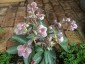 Helleborus x sternii Pewter form - small image 4