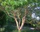 Heptacodium miconioides AGM - small image 4