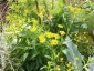 Heptaptera triquetra - small image 4