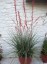 Hesperaloe parviflora - small image 4