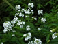 Hesperis matronalis alba - small image 4