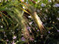 Hordeum jubatum - small image 4