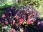Hydrangea quercifolia AGM - small image 4
